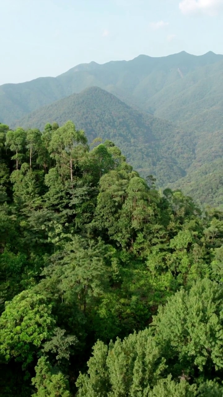 广州石门森林公园石社景区山苍子视频素材