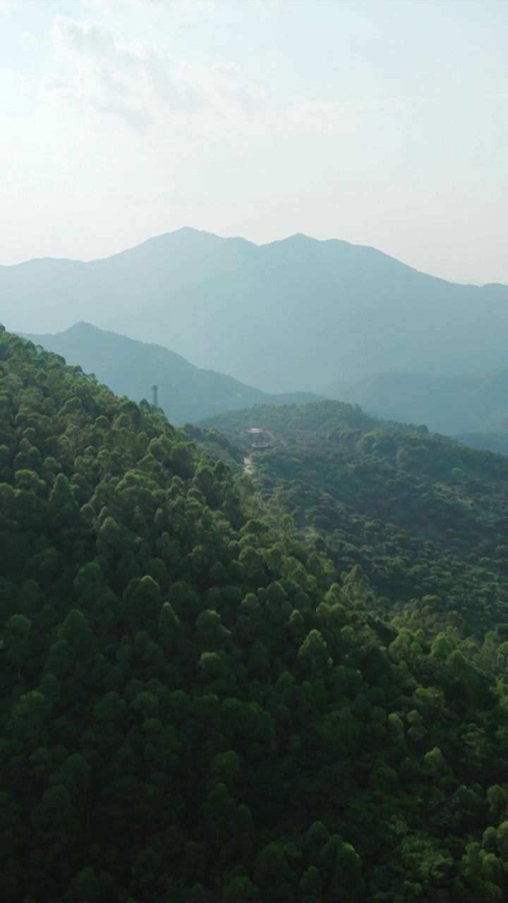 广州石门森林公园石社景区山苍子视频素材