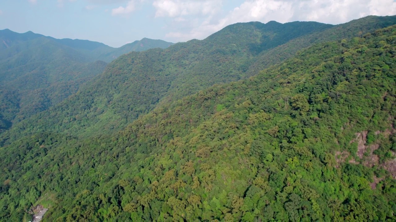 广州石门森林公园石社景区山苍子视频素材