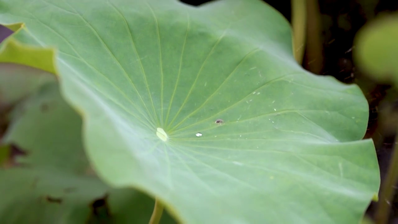 慢镜头拍摄荷叶雨露特写视频素材