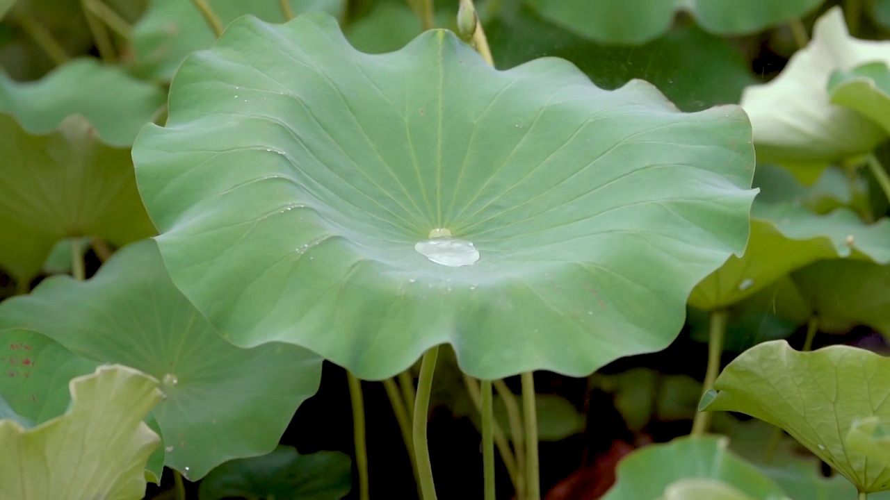 慢镜头拍摄荷叶雨露特写视频素材