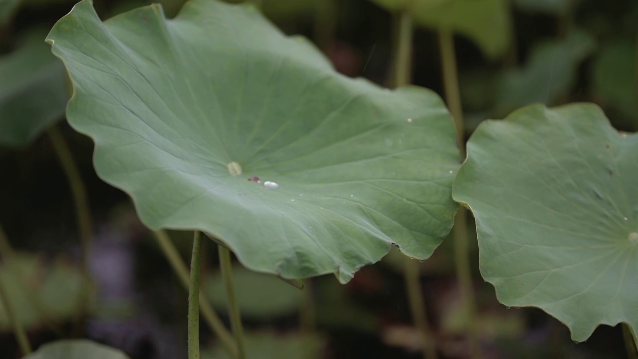 慢镜头拍摄荷叶雨露特写视频素材