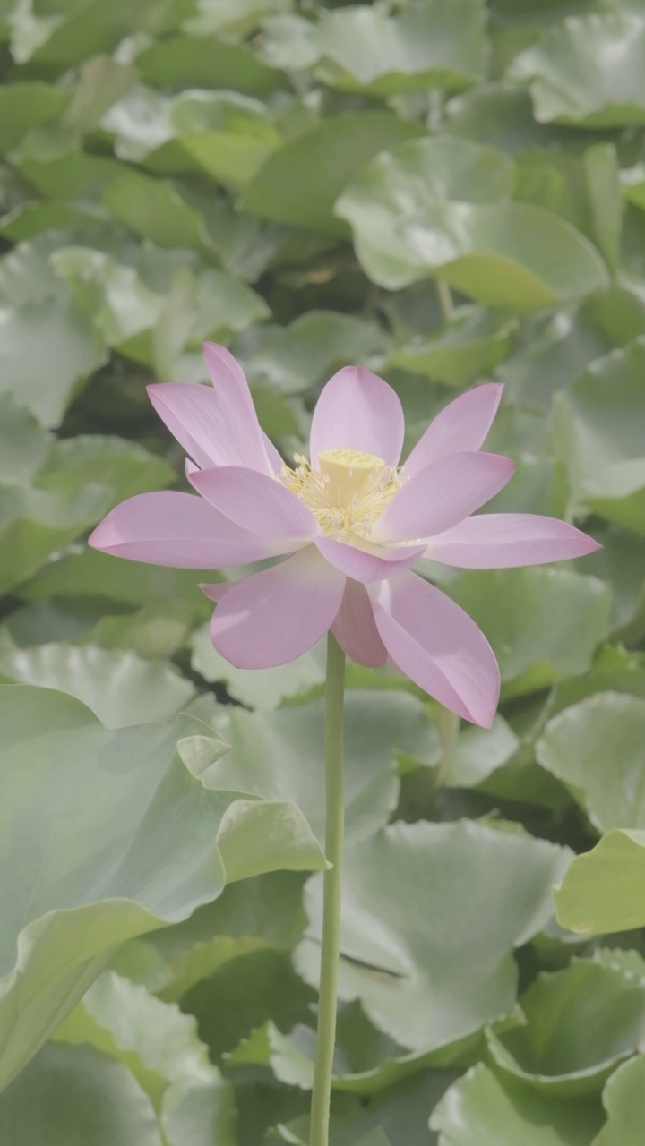 夏日盛放的荷花视频素材