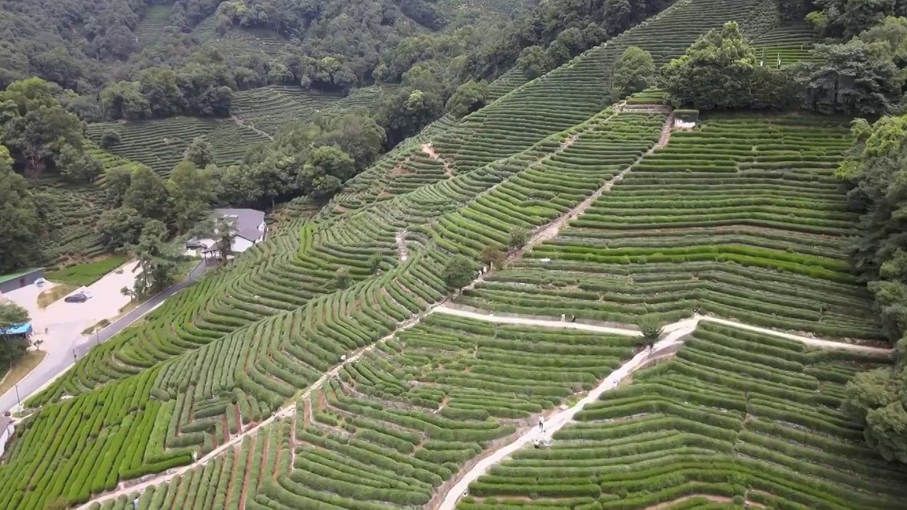 浙江龙井茶园视频素材