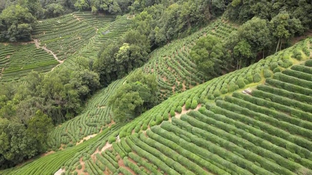 龙井茶树视频素材