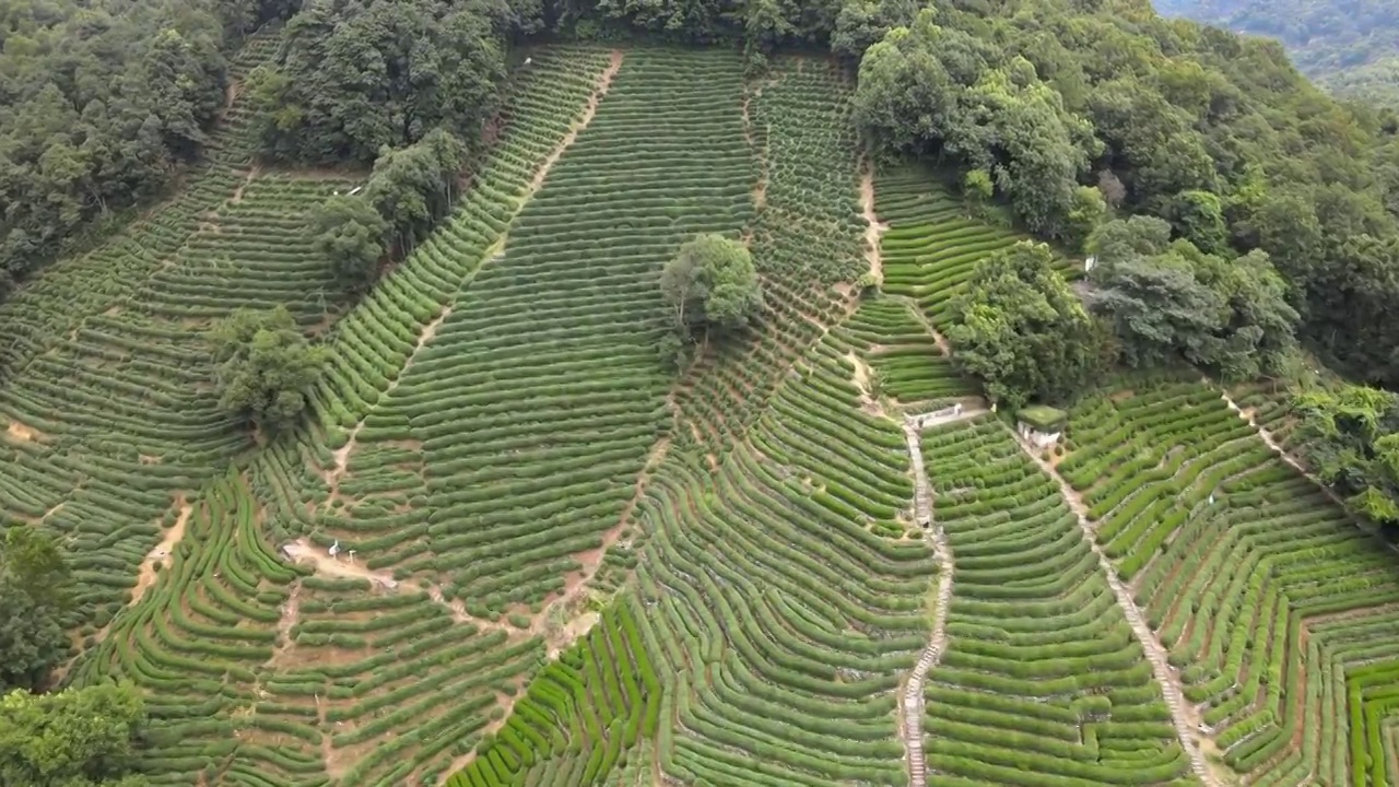 杭州龙井茶园视频素材