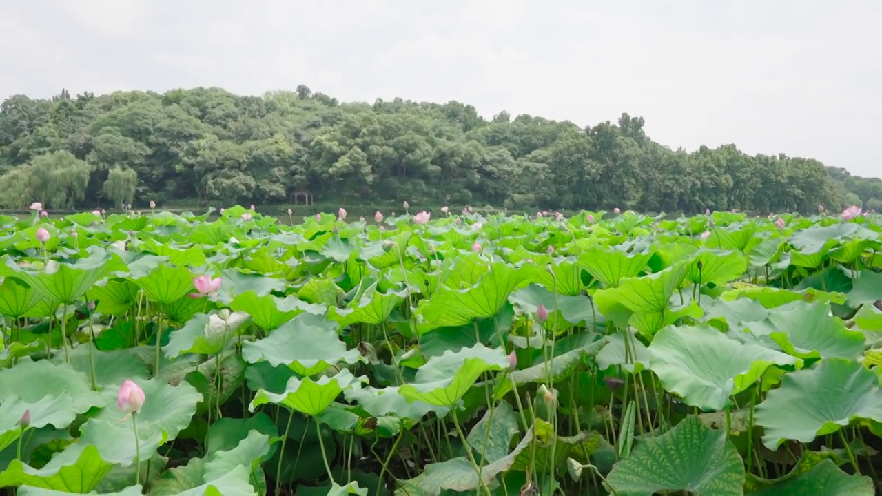 杭州西湖荷花视频素材