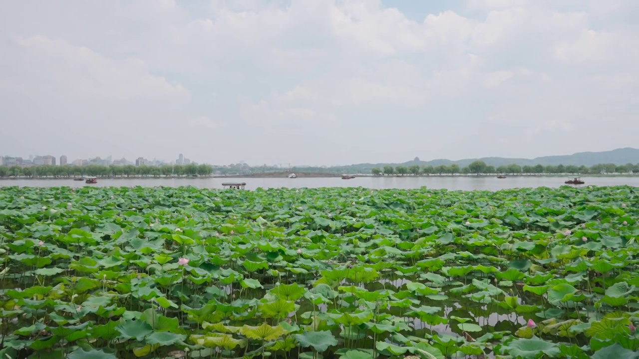 杭州西湖荷花视频素材