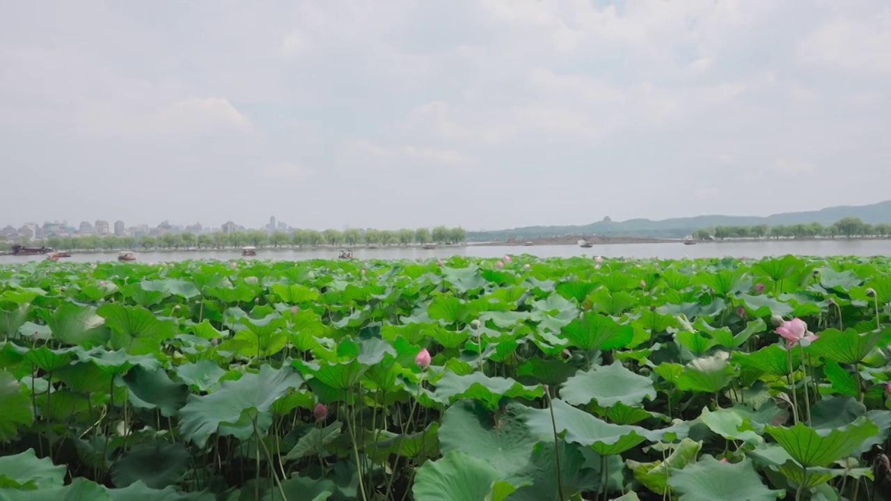 杭州西湖荷花视频素材