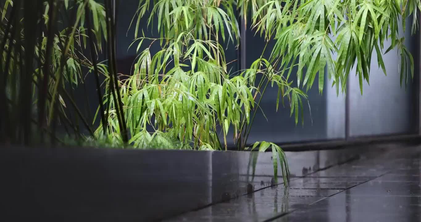 雨天庭院中的竹子视频素材