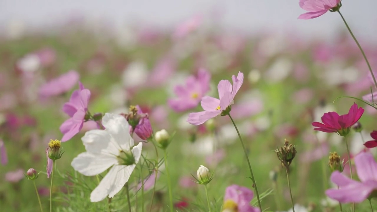 花丛视频素材