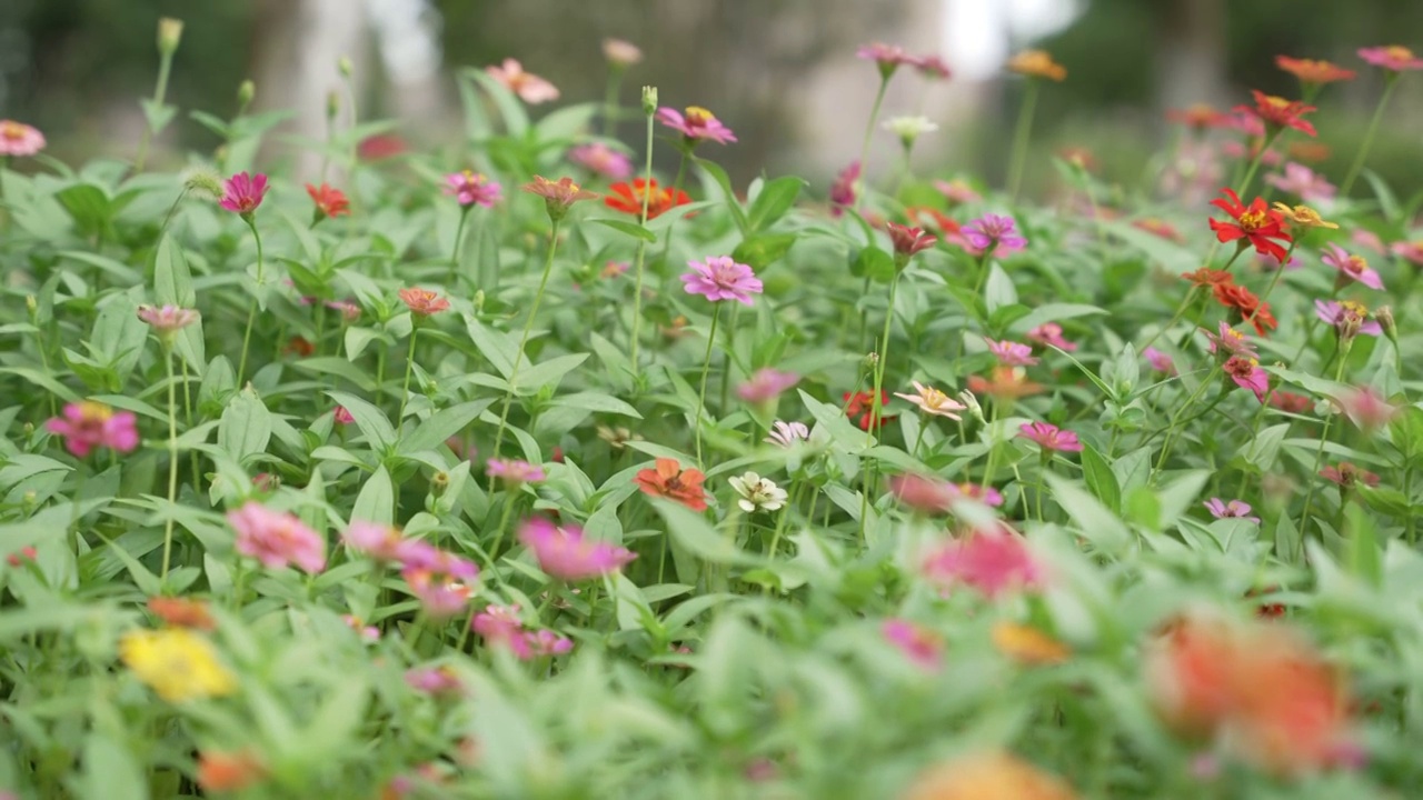 花丛视频素材