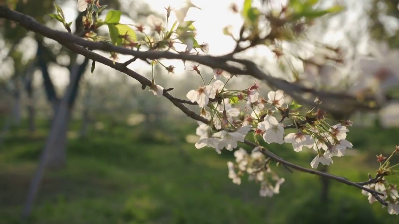 樱花视频素材