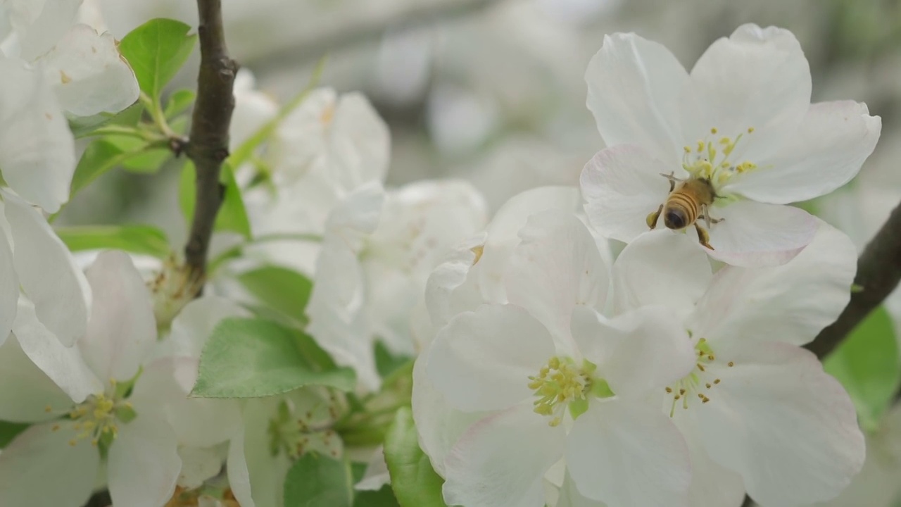 樱花视频素材