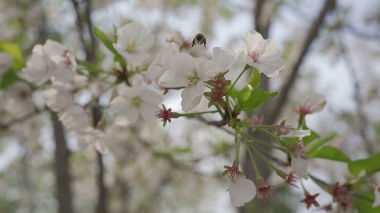 樱花视频素材