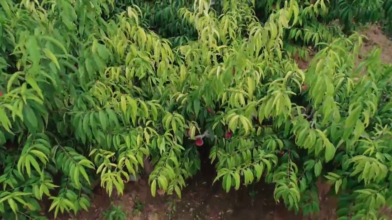 收获季节的果园，桃树上挂满成熟的果实。视频素材