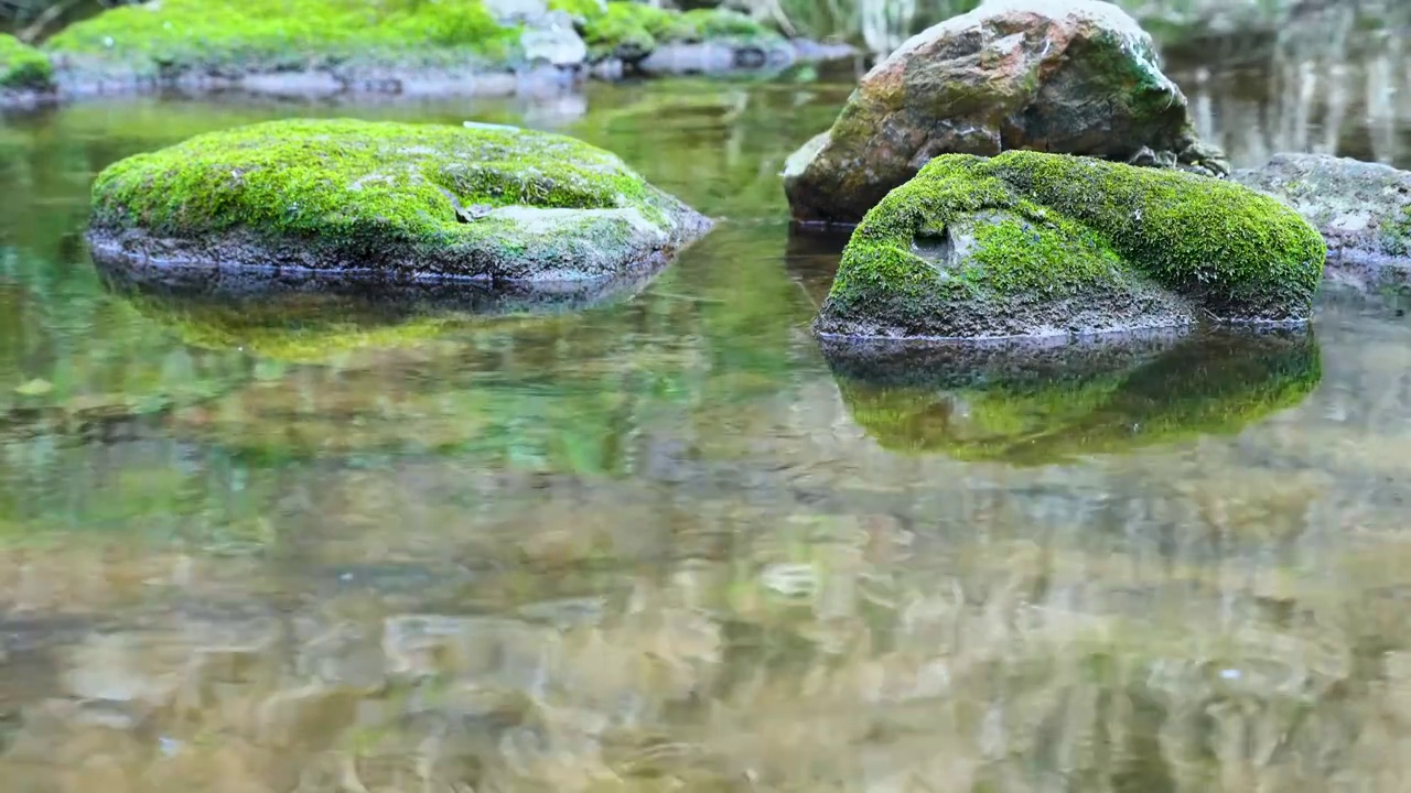 小溪 水 河 流动 石头 苔藓视频素材