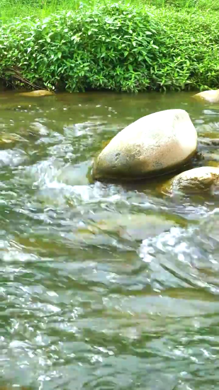 小溪 小河 石头 小草 流水视频素材