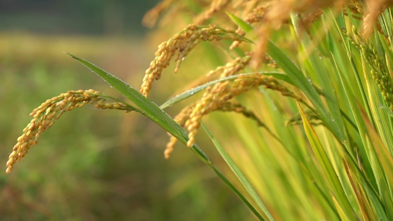 水稻 稻穗 稻花视频素材