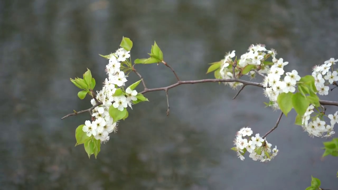 梨花视频素材