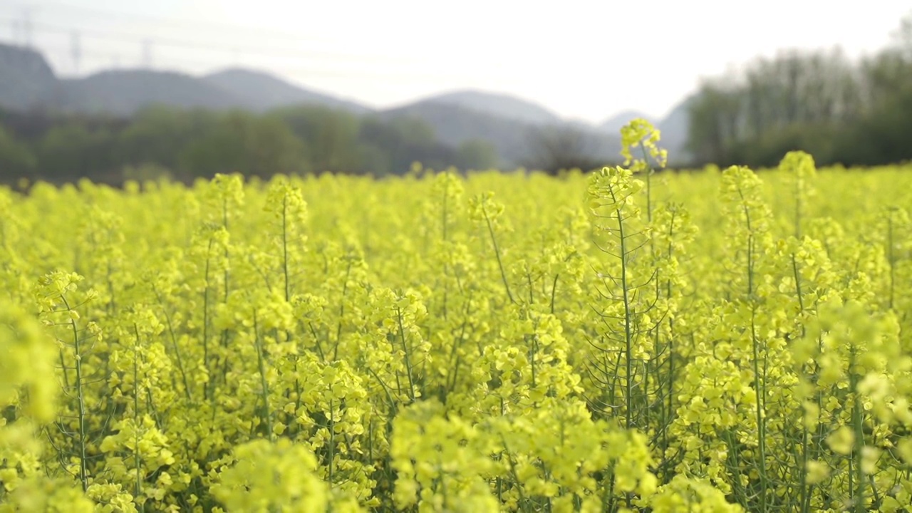 油菜花视频素材