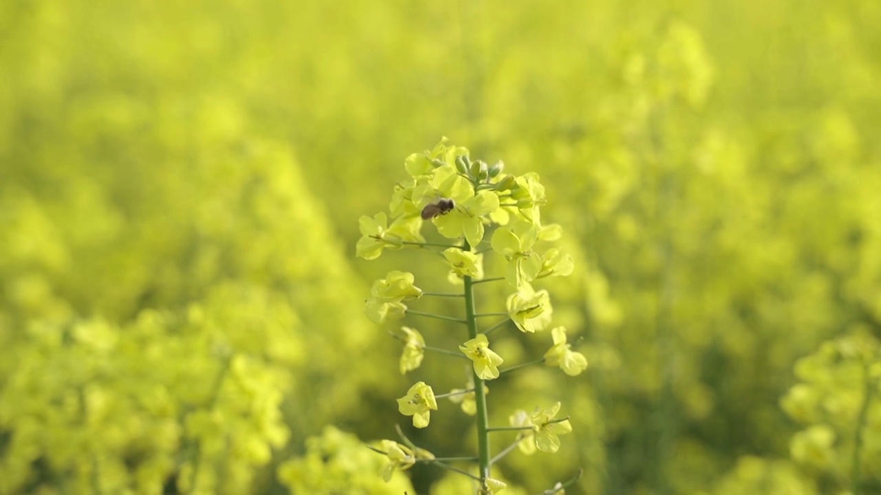 油菜花视频素材