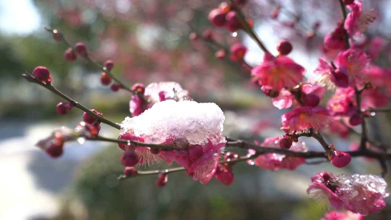 红梅花视频素材