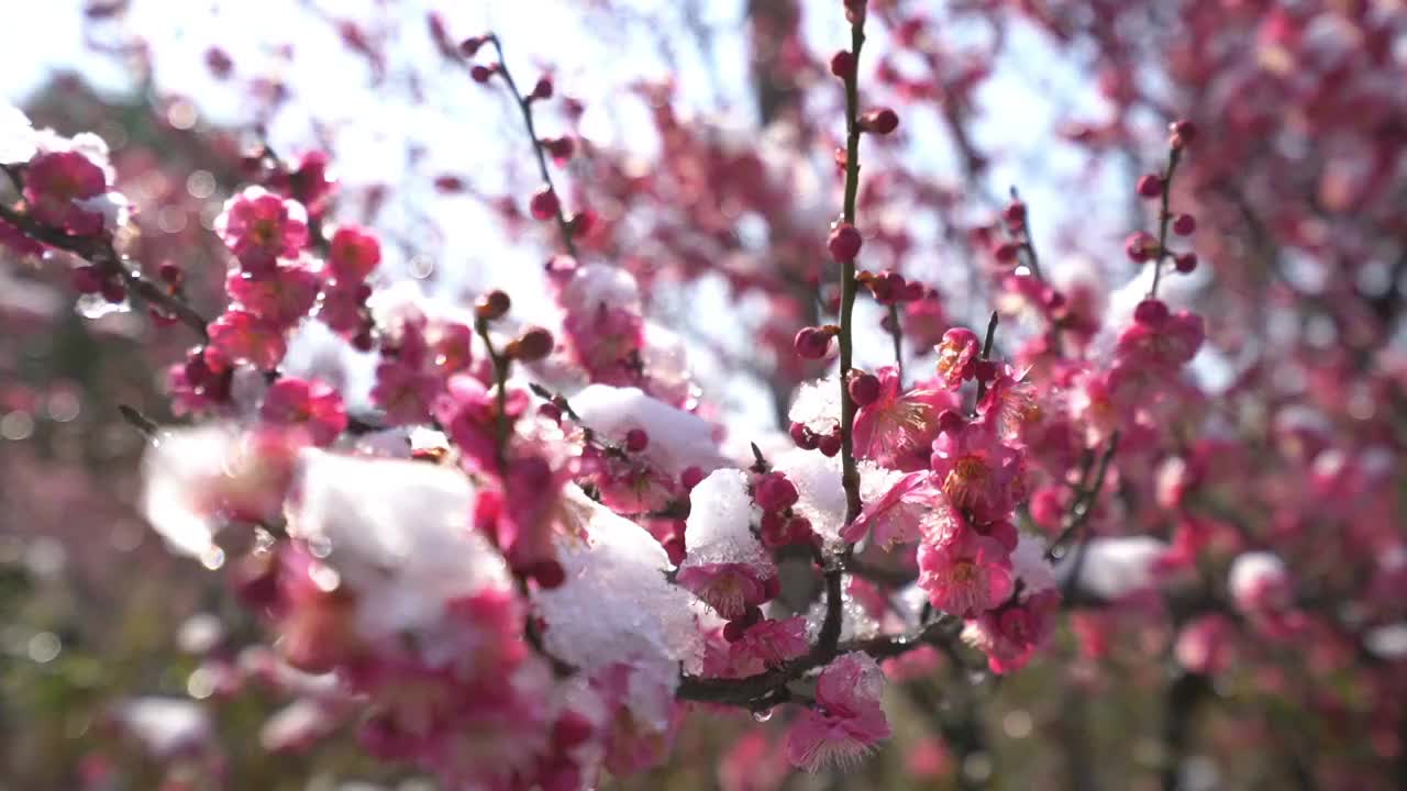 红梅花视频素材