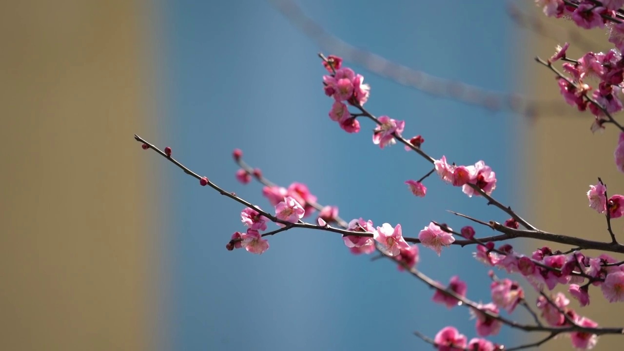 红梅花视频素材