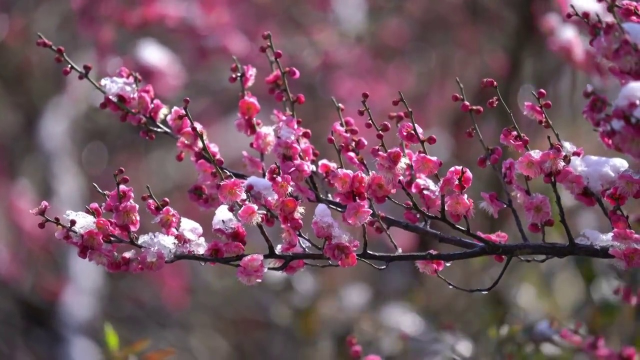 红梅花视频素材