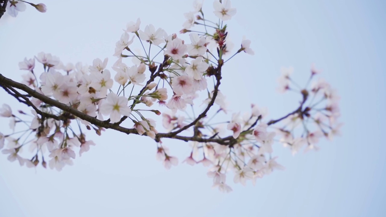 樱花视频素材