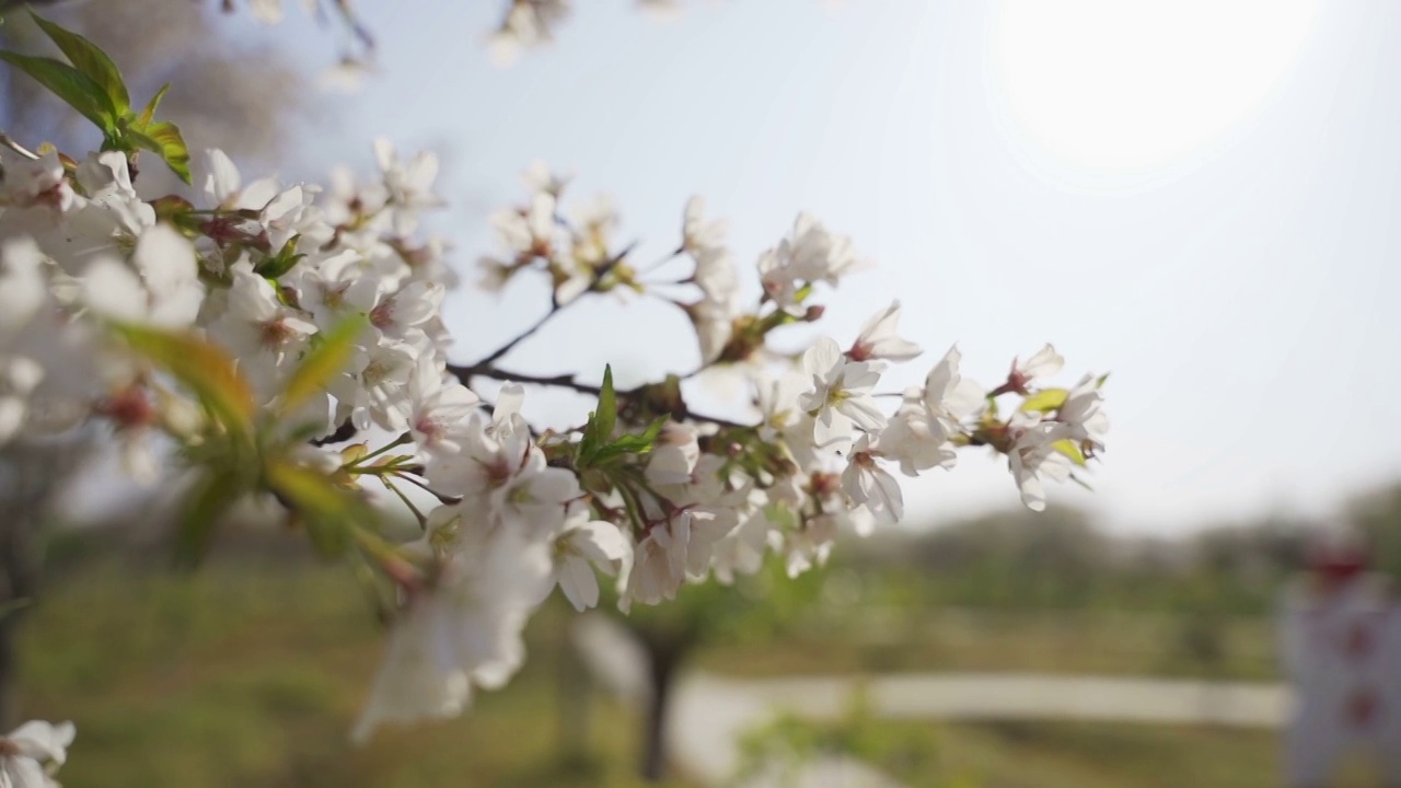 樱花视频素材