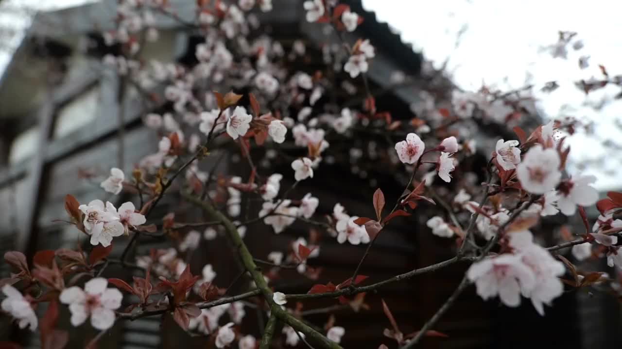 紫叶李花视频素材