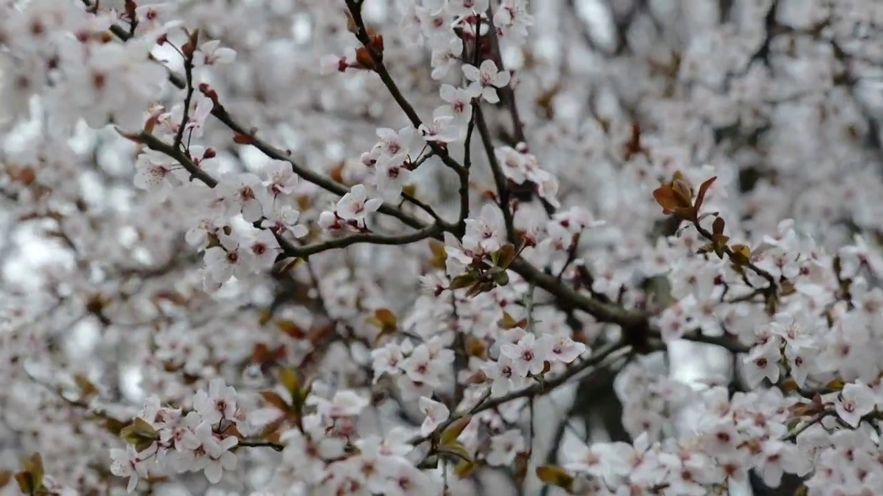 紫叶李花视频素材