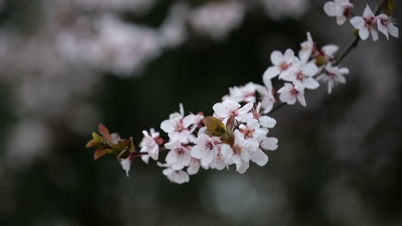 紫叶李花视频素材