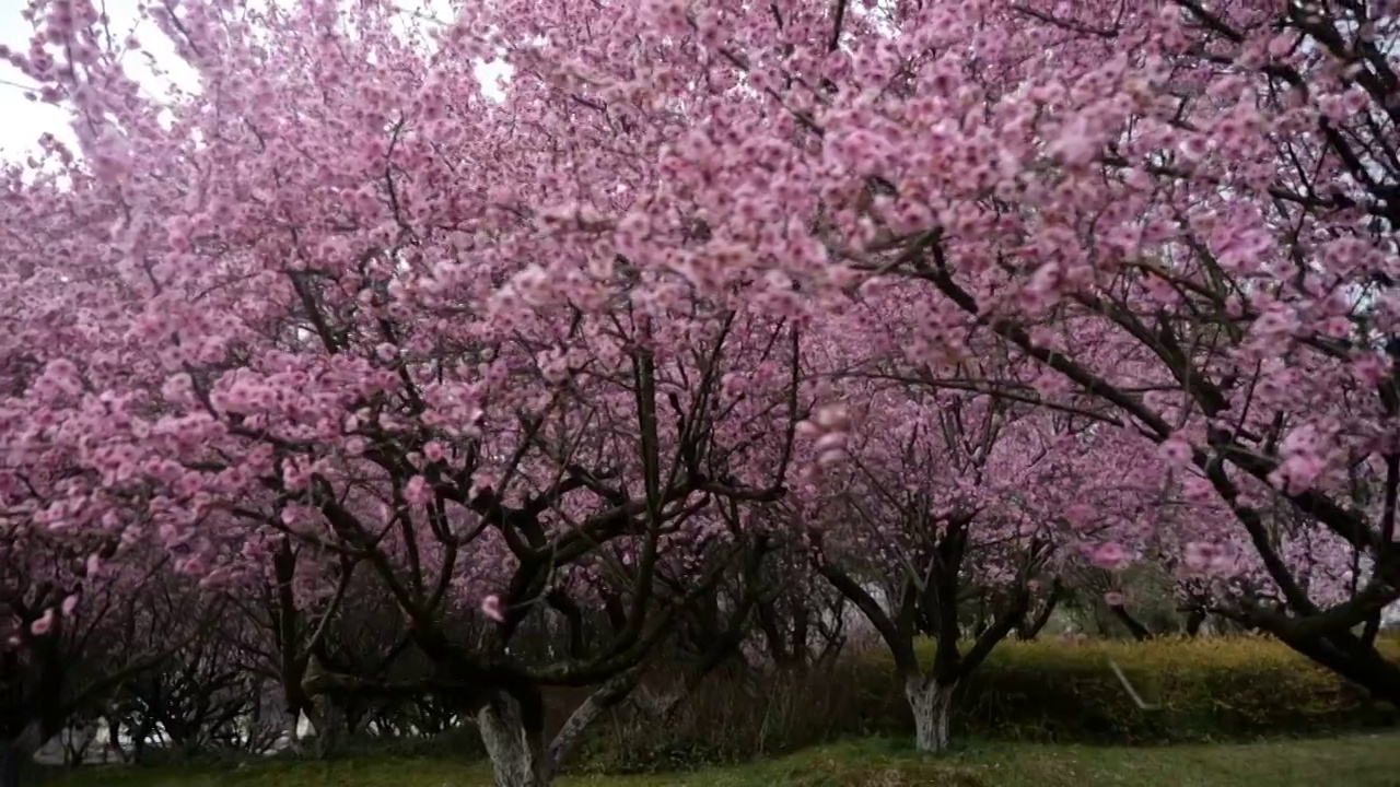 红梅花视频素材