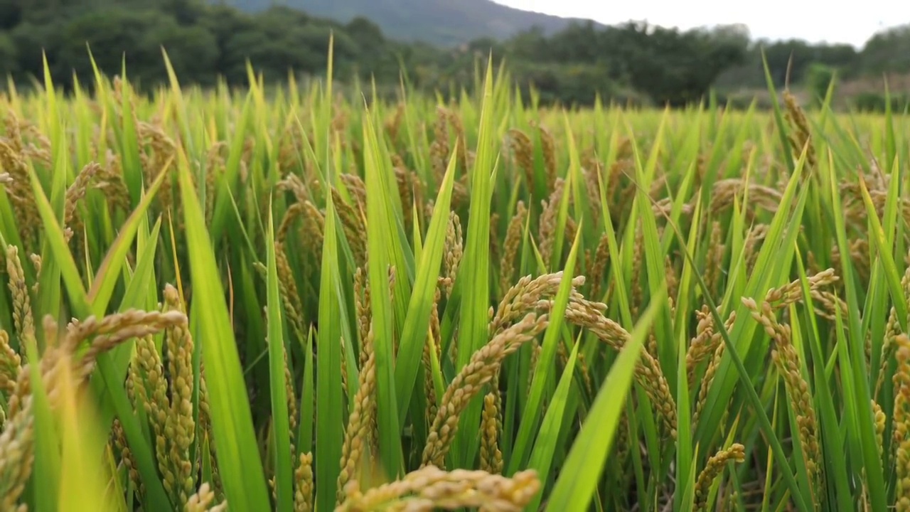 水稻 稻穗 稻花视频素材