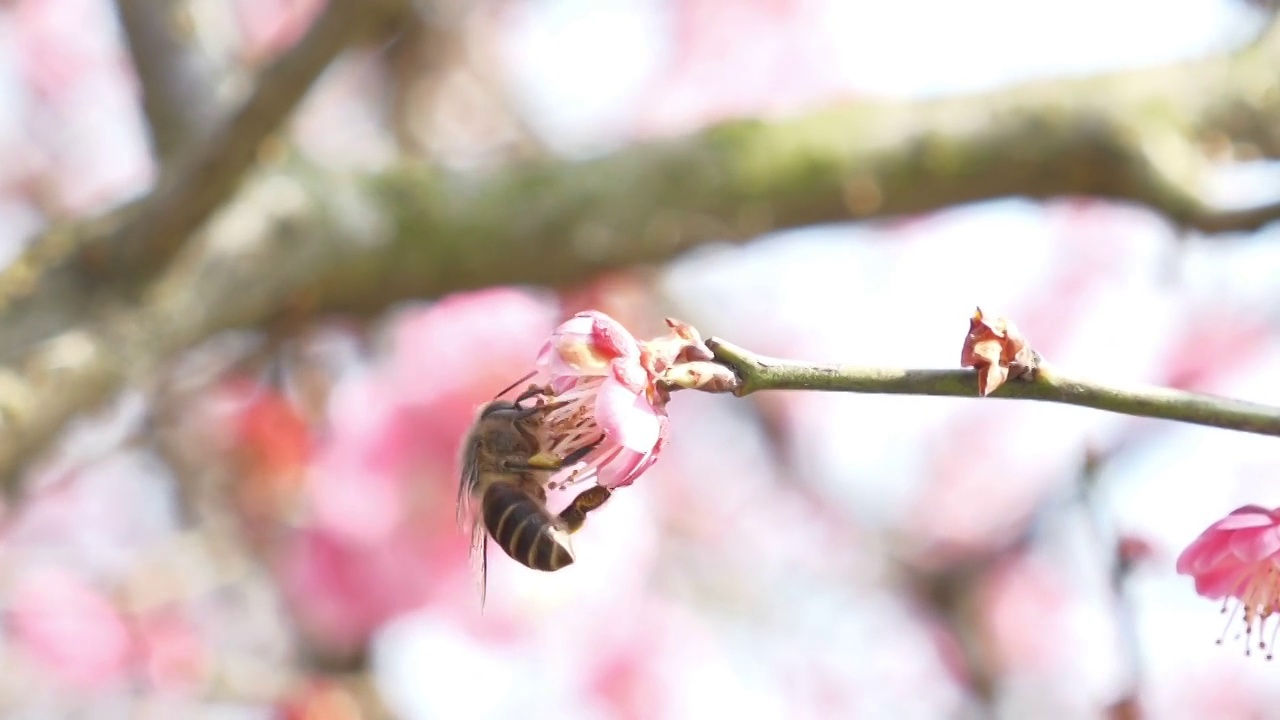 红梅花视频素材