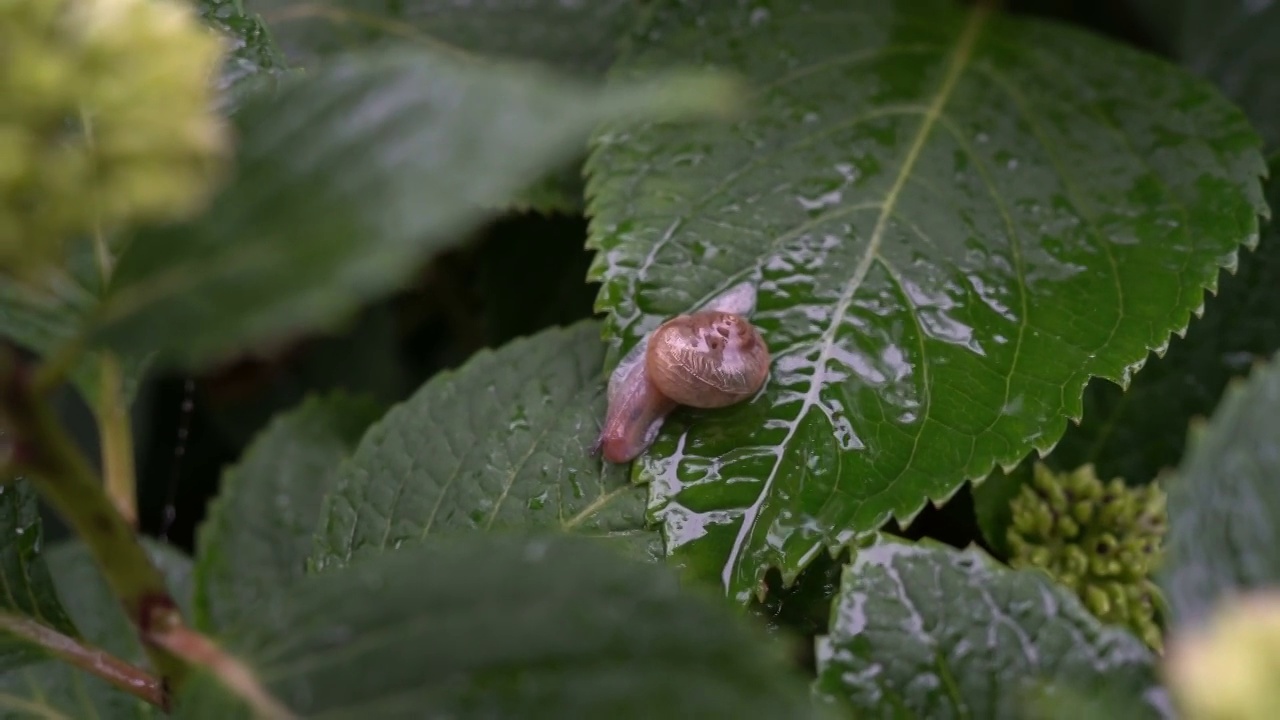 蜗牛视频素材