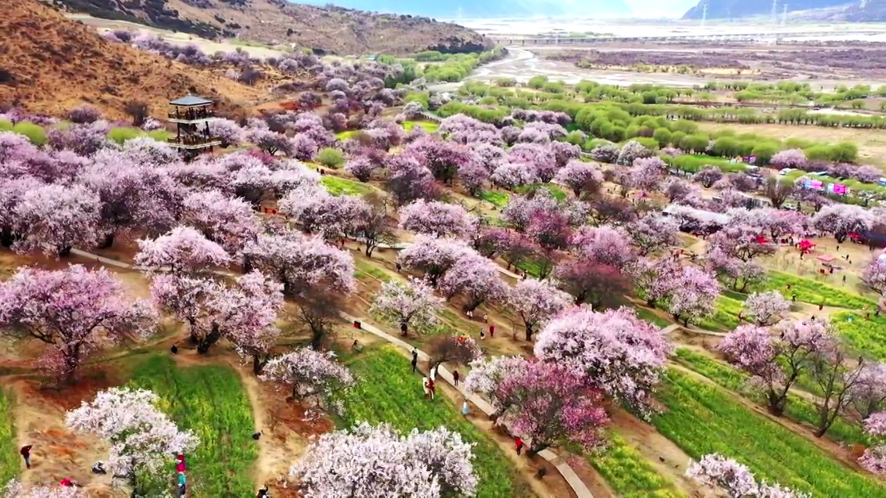 航拍林芝桃花盛开视频素材