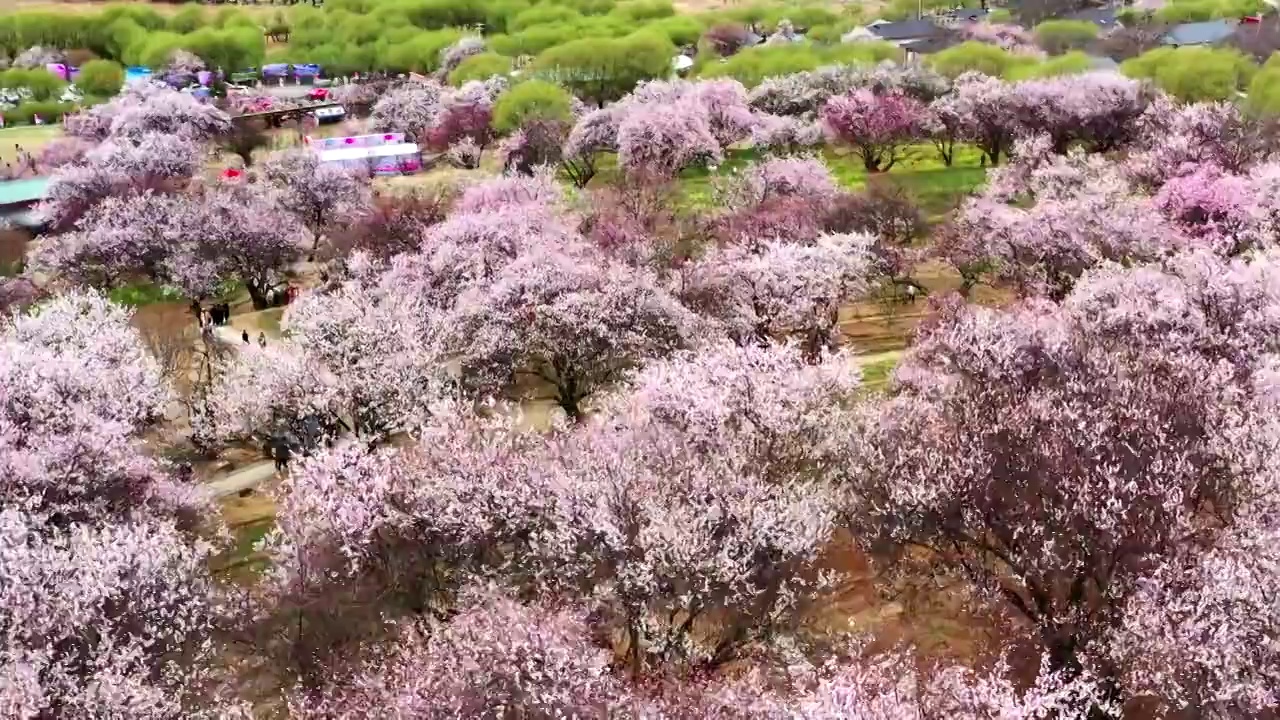 航拍林芝桃花盛开视频素材