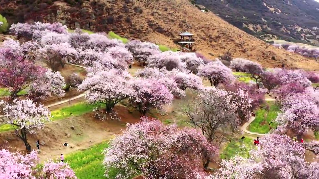 航拍林芝桃花盛开视频素材