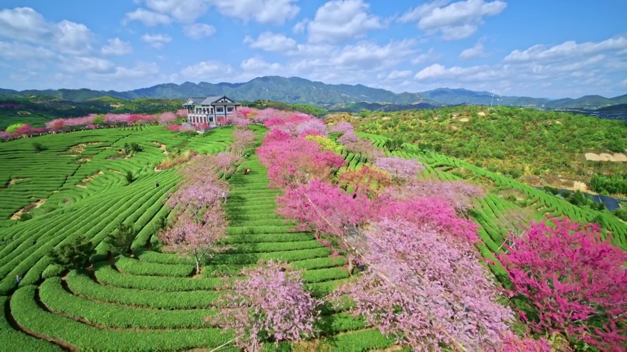 福建漳平永福樱花茶园航拍视频素材