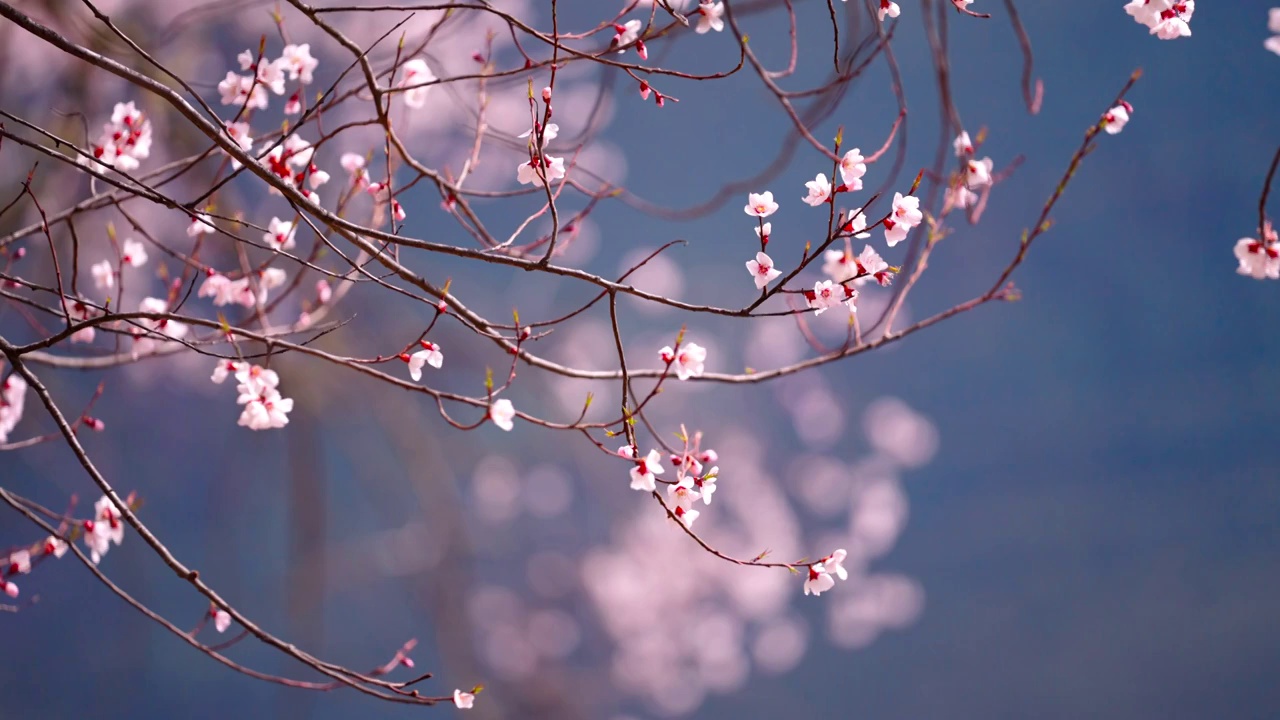 盛开的桃花视频素材