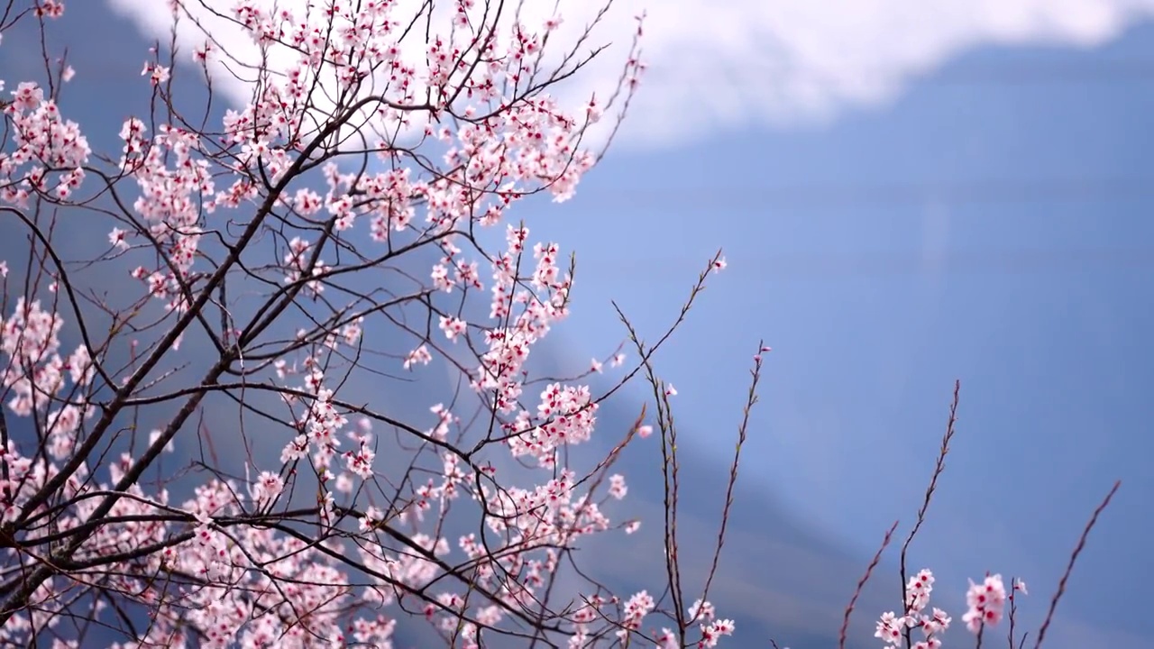 盛开的桃花视频素材