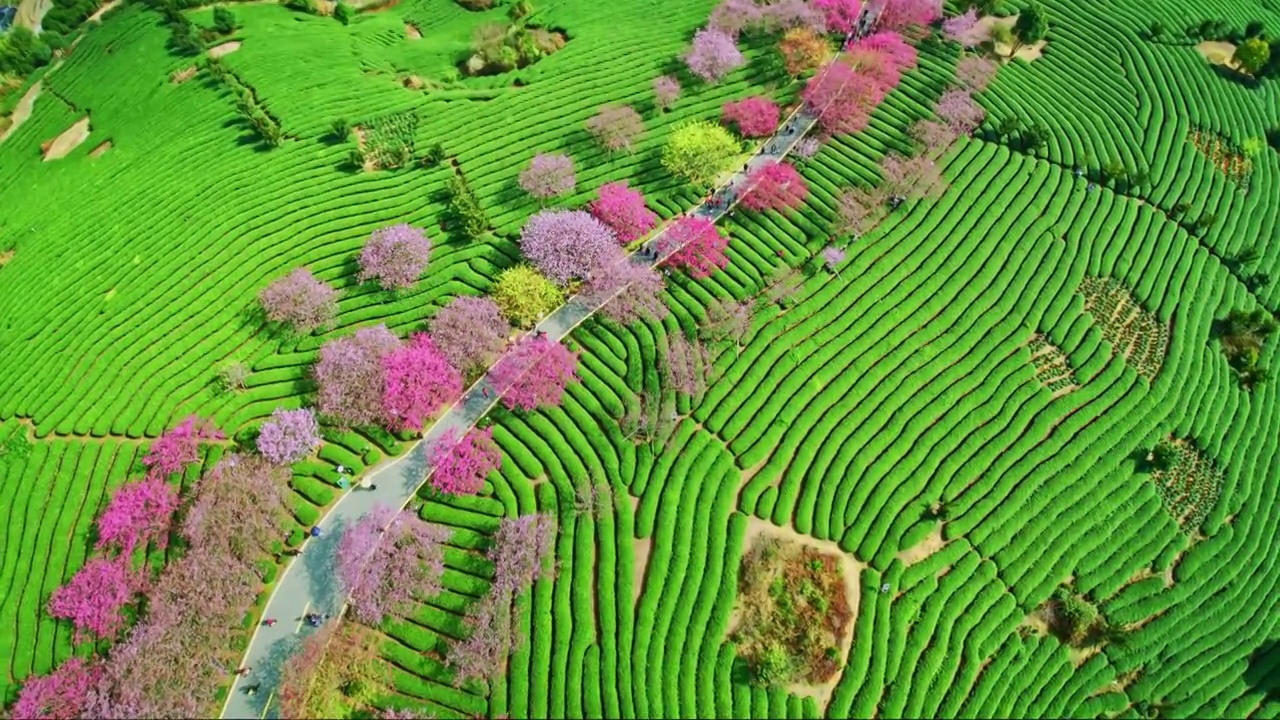 福建龙岩樱花茶园航拍视频下载