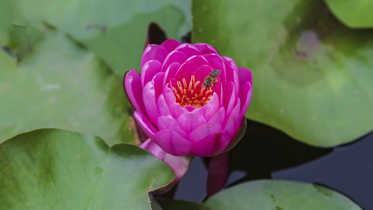 花的延时视频素材