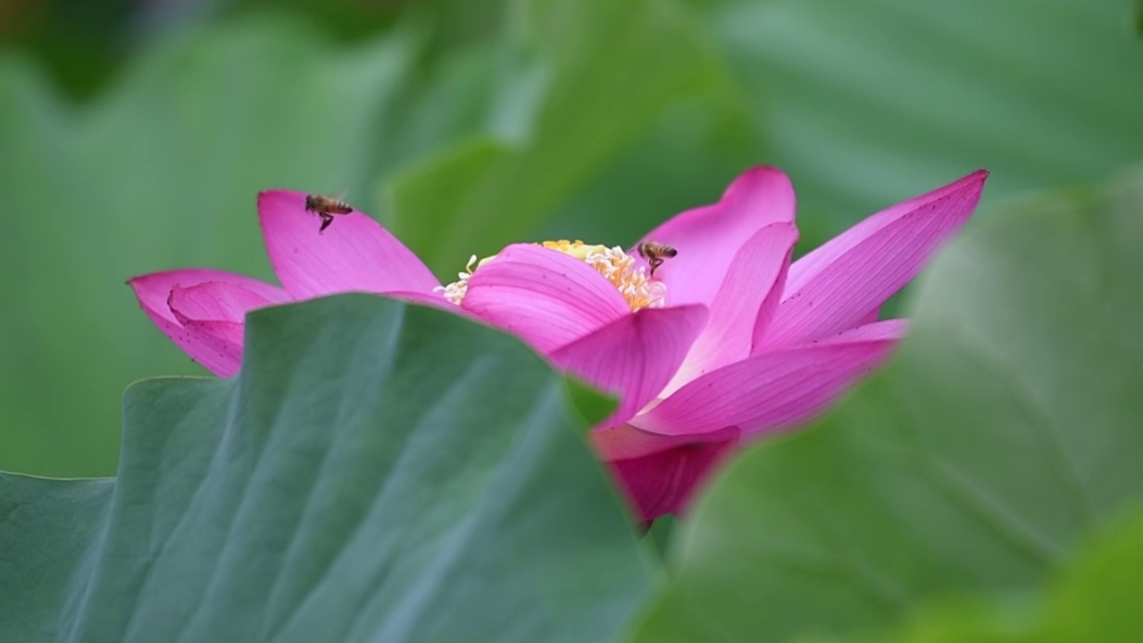 花的延时视频素材