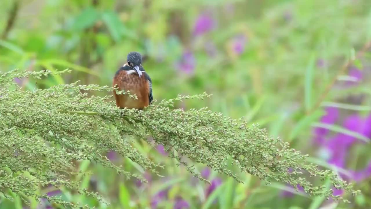 鸟视频素材