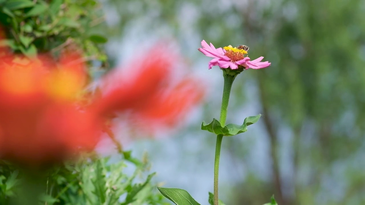 蜂花视频素材